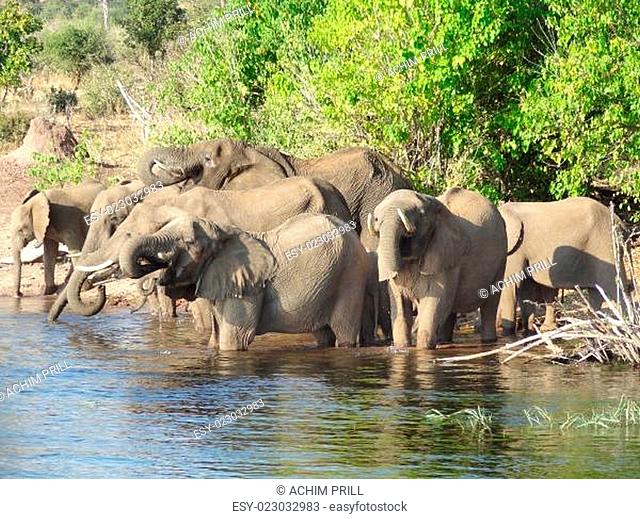 group of Elephants in Botswana