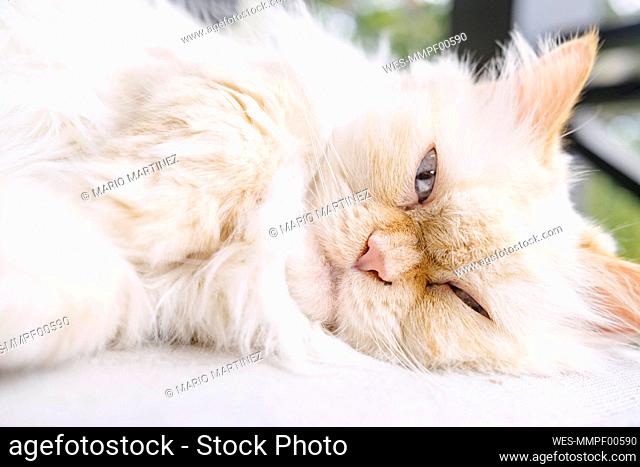 Cute Persian cat lying on rug