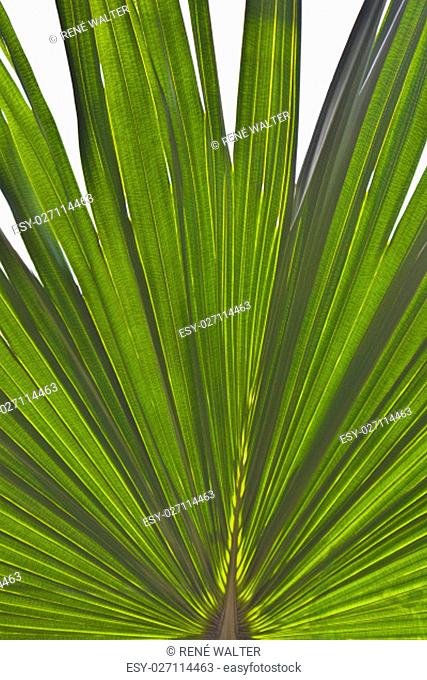 Round leaf from Arecaceae palm Livistona chinensis