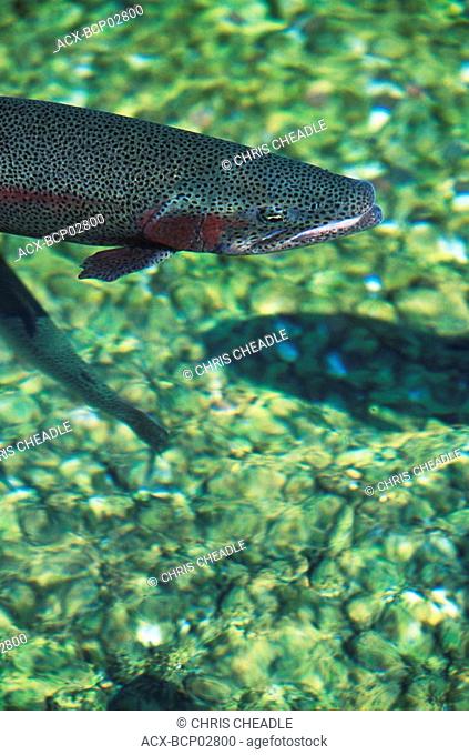 Rainbow trout in stream, British Columbia, Canada
