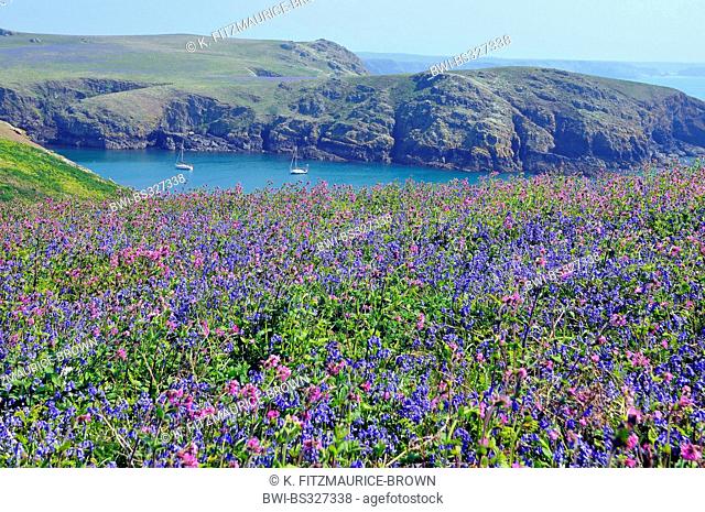 Atlantic bluebell (Hyacinthoides non-scripta, Endymion non-scriptus, Scilla non-scripta), Panoramic of Skomer island off the Pembrokeshire coast, Wales, UK