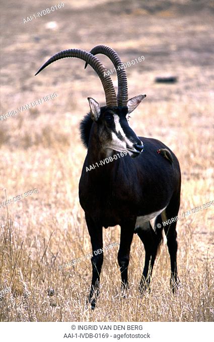Sable Antelope, Kruger National Park, Mpumalanga, South Africa