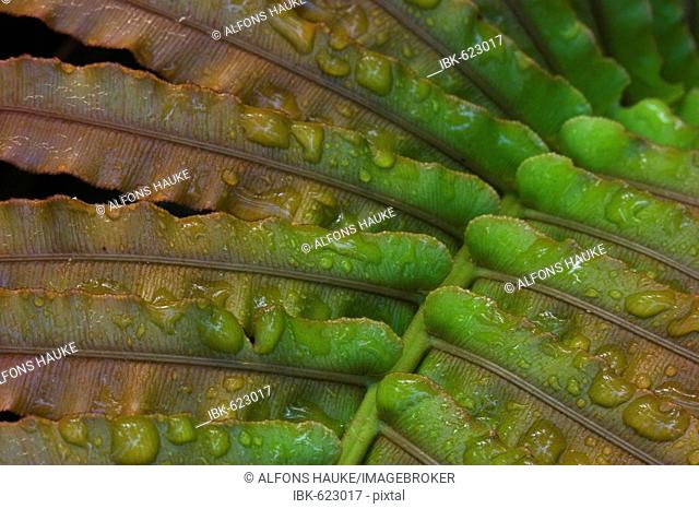 Detail shot of a fern leaf covered in water droplets, North Island, New Zealand, Oceania