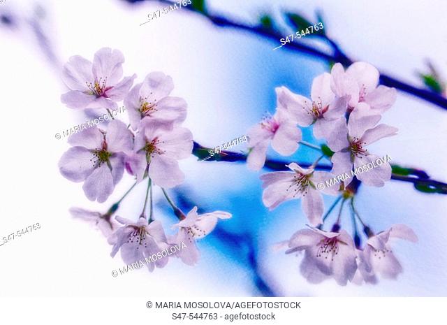 Cherry Blossom. Yoshino Cherry. Prunus x yedoensis. April 2006. Maryland, USA