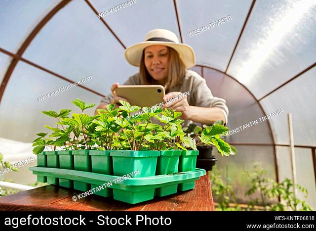 Smiling farmer photographing plants in greenhouse