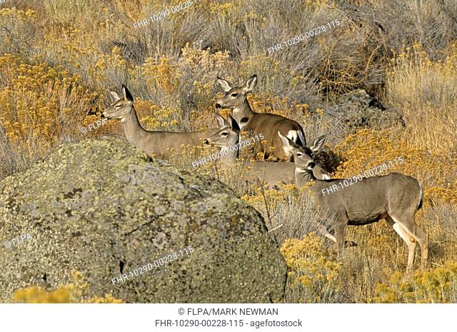 Mule Deer Odocoileus hemionus four adult females, beside rock, Lava Beds N M , California, U S A