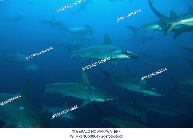 Scalloped Hammerhead Sharks, Sphyrna lewini, Galapagos, Ecuador