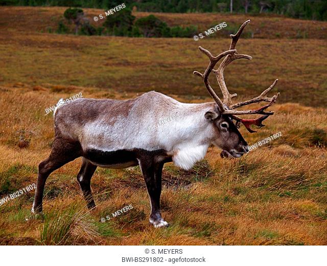 European reindeer, European caribou (Rangifer tarandus tarandus), male walking across heath, United Kingdom, Scotland, Cairngorms National Park