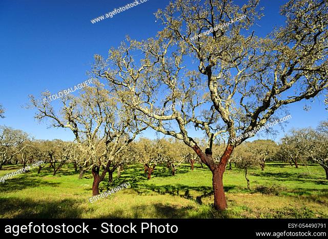 alcornoques descorchados, Quercus suber, Os Almendres, distrito de Evora, Alentejo, Portugal, europa