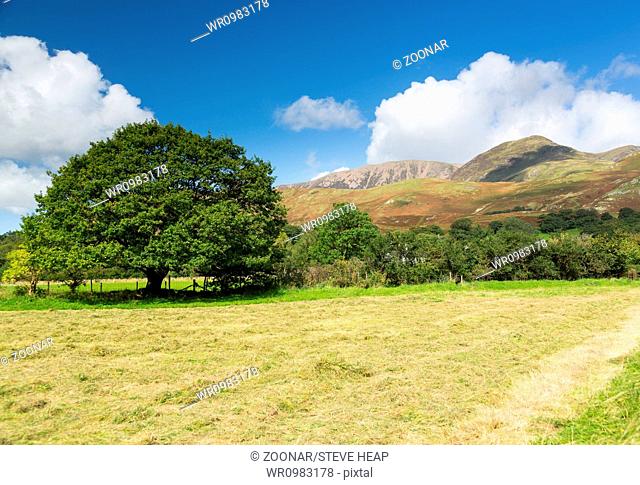 Newly mown hay in Buttermere Lake District