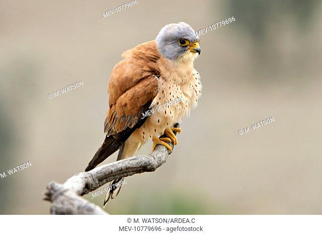 Lesser Kestrel - male (Falco naumanni)