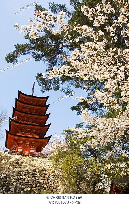 Spring cherry blossom at Senjokaku five storey pagoda, Miyajima island, UNESCO World Heritage Site, Honshu Island, Japan, Asia
