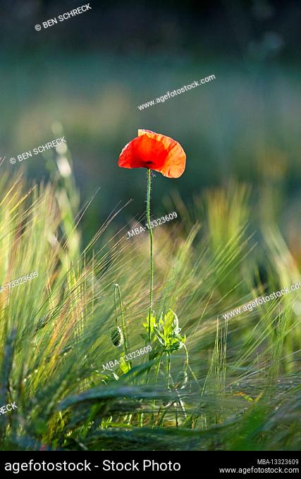 Poppy in the grain field in the evening sun, Calvados, Normandy