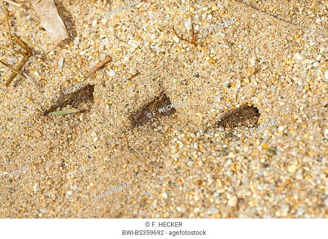 Sand wasp (Bembix oculata), colony like dens in the sand