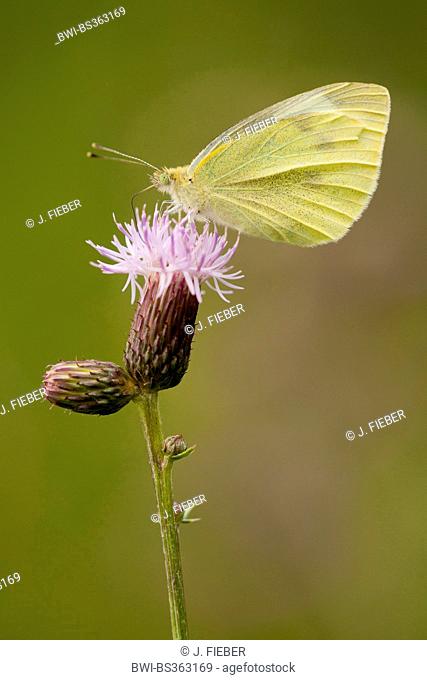 Small white, Cabbage butterfly, Imported cabbageworm (Pieris rapae, Artogeia rapae), on the flower head of a thistle, Germany, Thueringen
