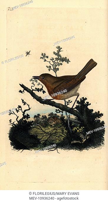 Robin redbreast, Erithacus rubecula. Handcolored copperplate drawn and engraved by Edward Donovan from his own Natural History of British Birds, London