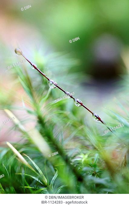 Thin branch covered with morning dew, between Wood Hair Cup Moss (Polytrichum formosum), forest near Oberursel, Hesse, Germany