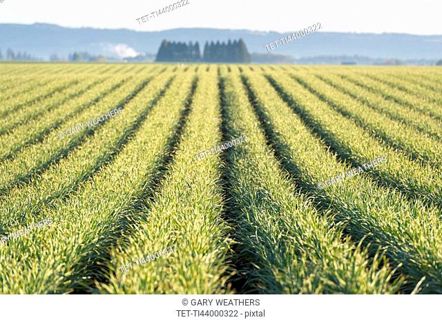 View of rows of plants in field
