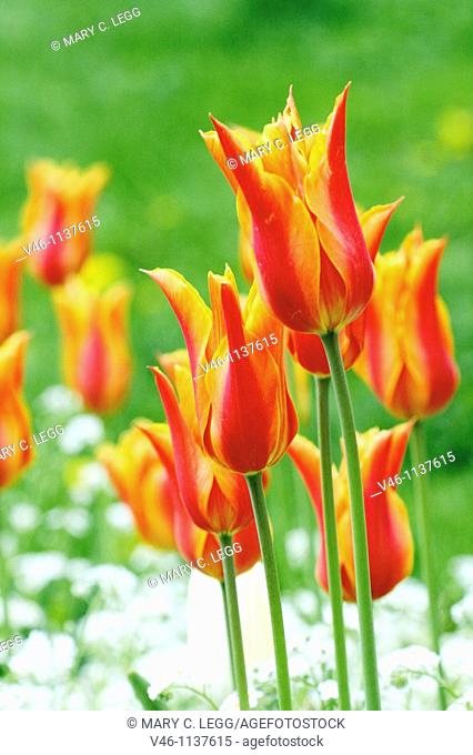 Red nnd gold tulips in a public garden  Large red tulips standing in a formal garden  Background of green with blurred background of white flowers