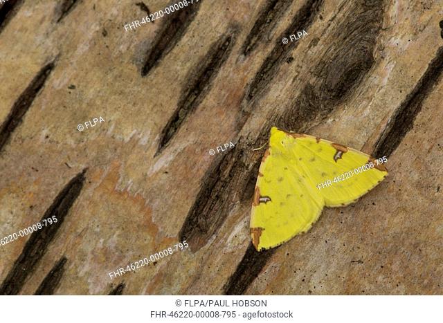Brimstone Moth (Opisthograptis luteolata) adult, resting on birch bark, Sheffield, South Yorkshire, England, May