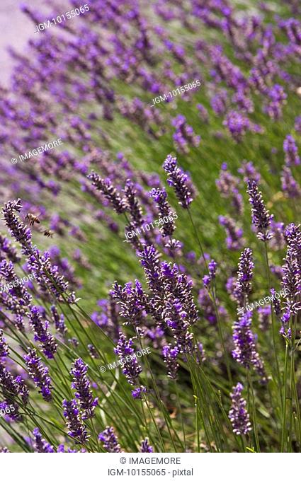 Lavender Field, France, Plateau De Valensole, Provence-Alpes-Cote d'Azur
