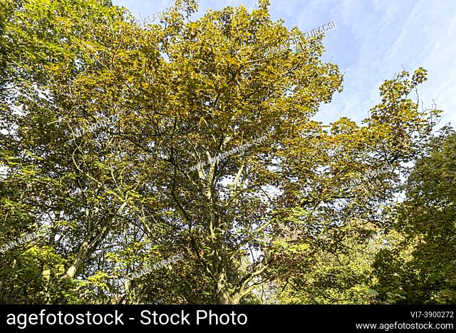 Acer pseudoplatanus 'Purpureum'