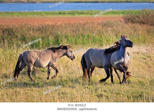 Konik horse (Equus przewalskii f. caballus), stallions at territorial fight, Germany, Schleswig-Holstein, NSG Woehrdener Loch