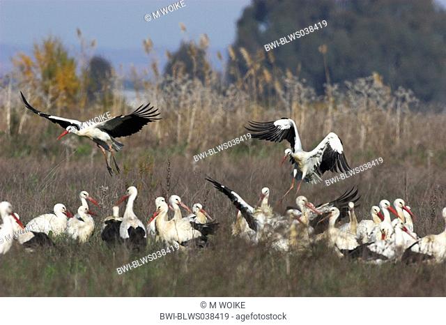 white stork Ciconia ciconia, flock in their environment, NP Coto donana, Spain