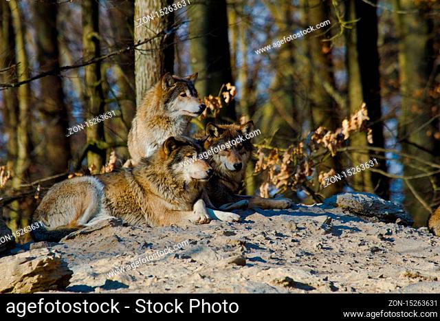 Timberwolf oder Amerikanischer Grauwolf (Canis lupus lycaon)