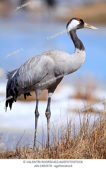 Crane (Grus grus) in the wildlife reserve Gallocanta. Zaragoza. Spain