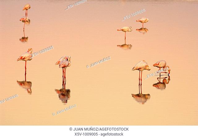 Flamingos (Phoenicopterus ruber roseus) at dawn. Marismas del Odiel Natural Park. Huelva. Andalucia. Spain