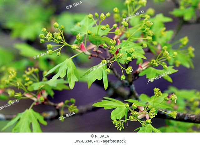field maple, common maple (Acer campestre), blooming branch, Germany