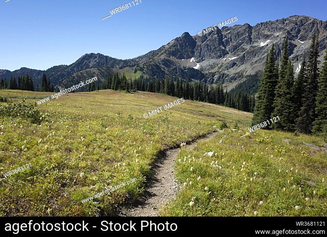 Alpine meadows of the Pacific Crest Trail