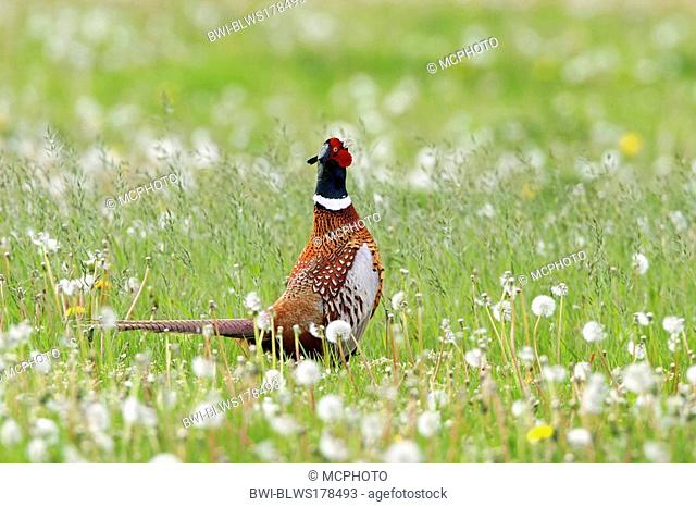 common pheasant, Caucasus Pheasant, Caucasian Pheasant Phasianus colchicus, on meadow with fruiting dandelion, Europe