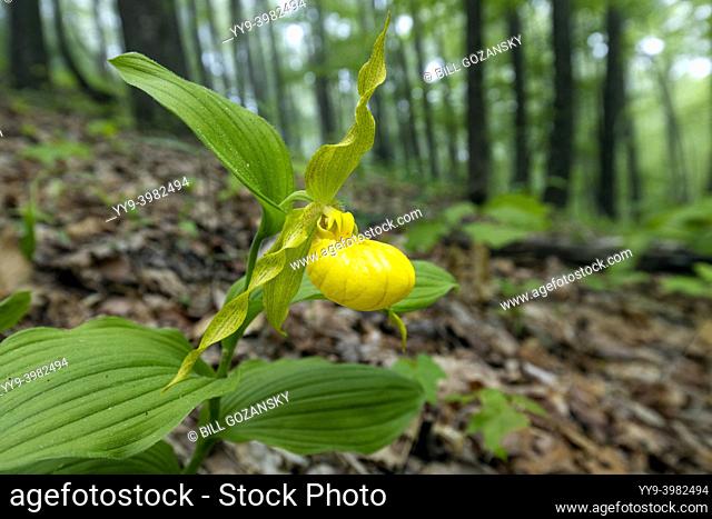 Large Yellow Lady's Slipper Orchid (Cypripedium parviflorum var. pubescens) - DuPont State Recreational Forest, Cedar Mountain, near Brevard, North Carolina