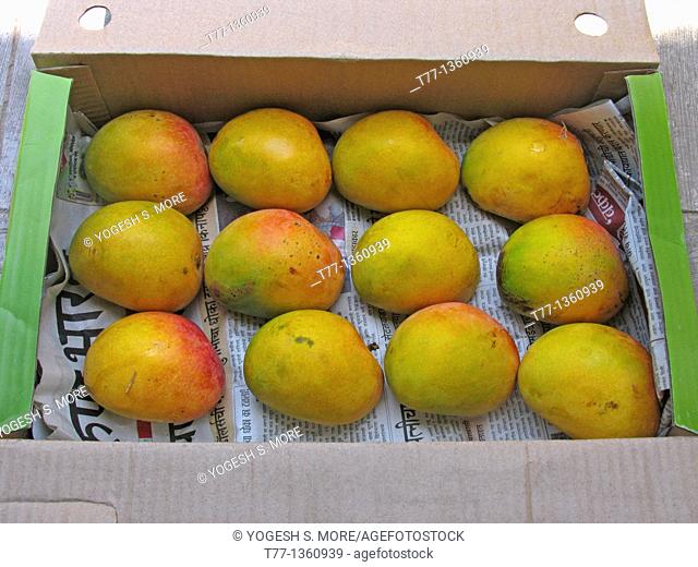 Alphonso mangoes, Mangifera indica L , Anacardiaceae arranged in a box for packing