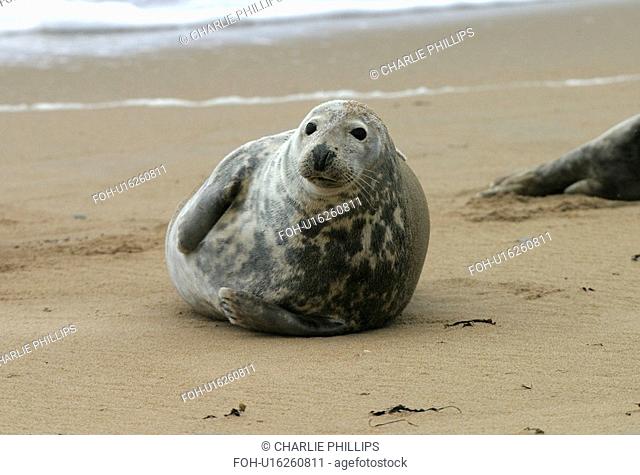 Atlantic grey seal Halichoerus grypu at haul out site. NE Scotland