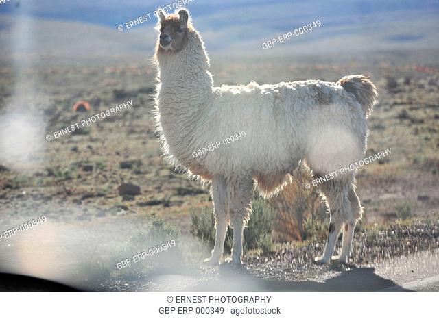 Animal; llama; 2015, Desert, Atacama, Chile