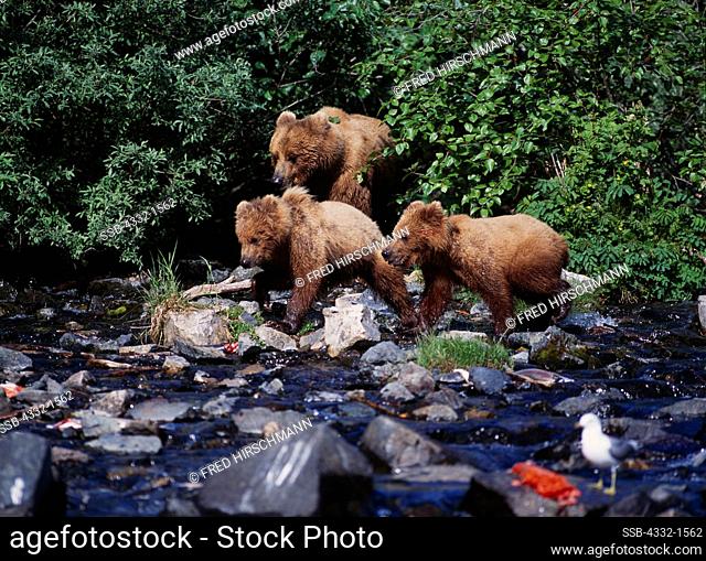 Brown bear sow with cubs fishing for salmon at mouth of Wolverine Creek into Beaver Lake of Big River Lakes, Redoubt Bay State Critical Habitat Area, Alaska
