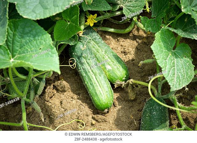 Close-up of cucumbers growing in cucumber field near Federalsburg, Maryland, USA
