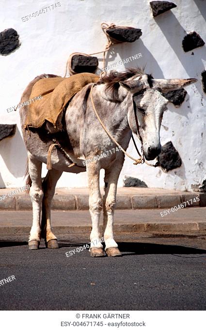 Spanish Donkey