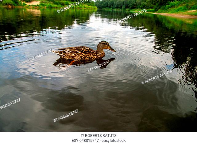 Duck swimming in the river Gauja. Duck on coast of river Gauja in Latvia. Duck is a waterbird with a broad blunt bill, short legs, webbed feet