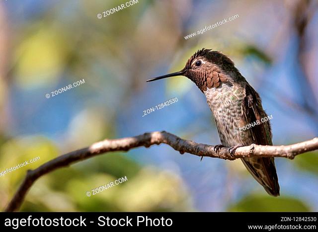 Anna's Hummingbird, Color Image, Day, Northern California USA