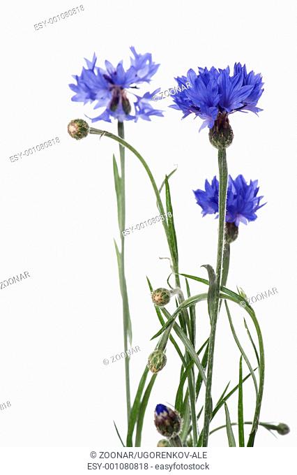 blue cornflower on white background