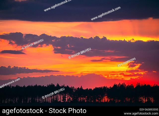 Sunset Sunrise In Pine Forest. Sunny Coniferous Forest. Fir-Trees Woods In Landscape Under Bright Colorful Dramatic Sky And Dark Ground With Trees Silhouettes