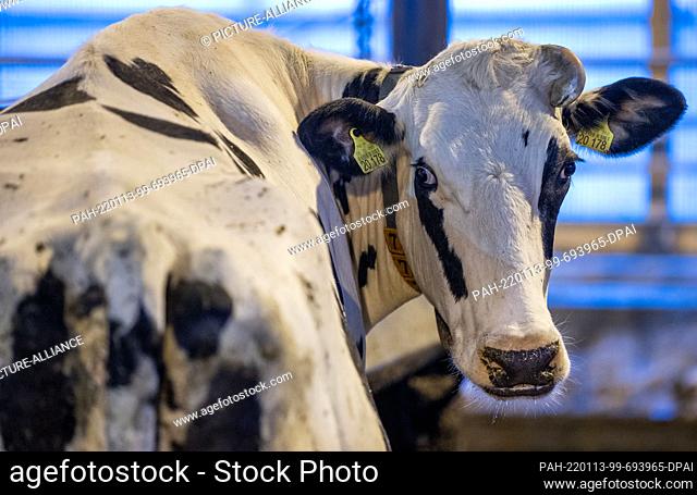 13 January 2022, Mecklenburg-Western Pomerania, Köchelstorf: A dairy cow stands in the barn of the agricultural cooperative and turns around
