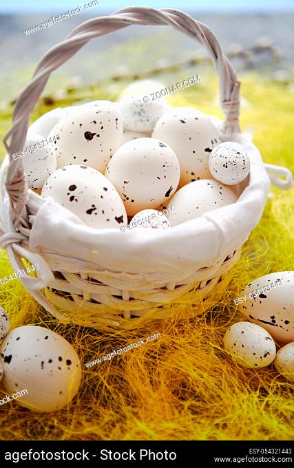 Easter white dotted Eggs in the nest and spring yellow grass on stone table background