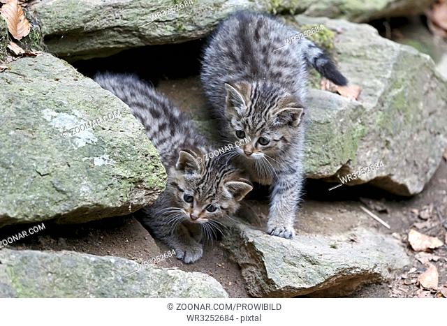 Common Wild Cat, (Felis silvestris), captive, Wildkatze, Junge Katzen, Deutschland, Germany