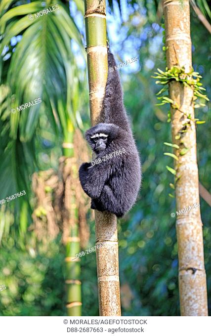 South east Asia, India, Tripura state, Gumti wildlife sanctuary, Western hoolock gibbon (Hoolock hoolock), adult male