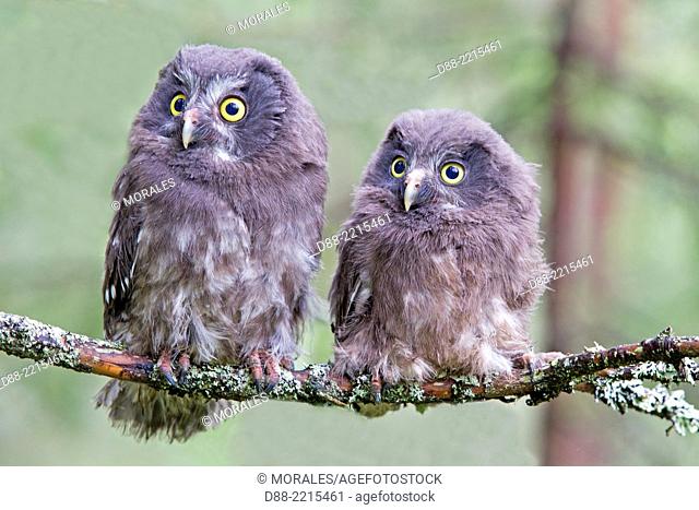 Europe, Finland, Kuhmo area, Kajaani, Boreal owl or Tengmalm's owl (Aegolius funereus), two youngs just after they left the nest, perched on a branch